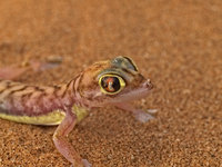 Gecko [ 4 images ]